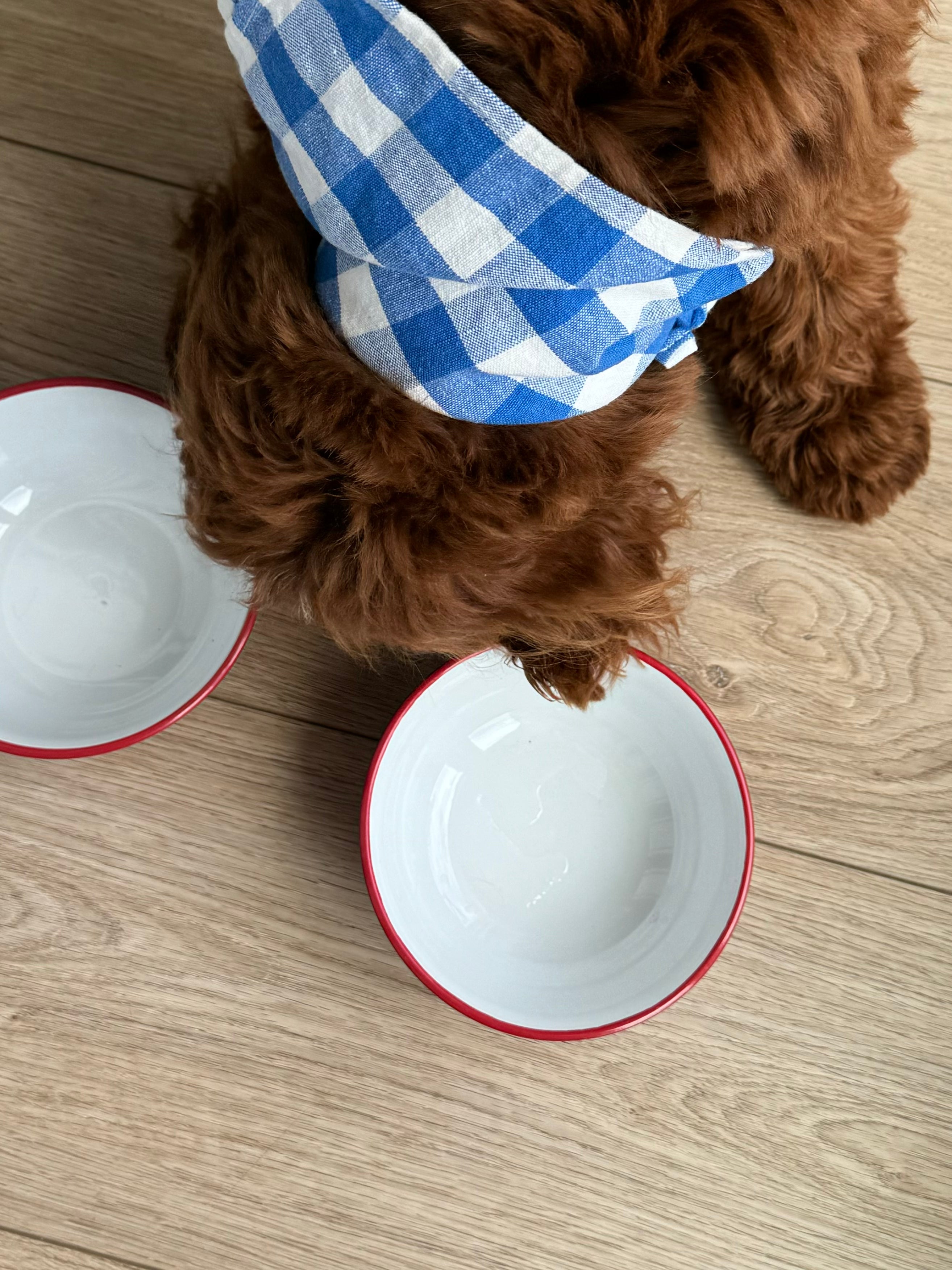 Rover Pet Bowls