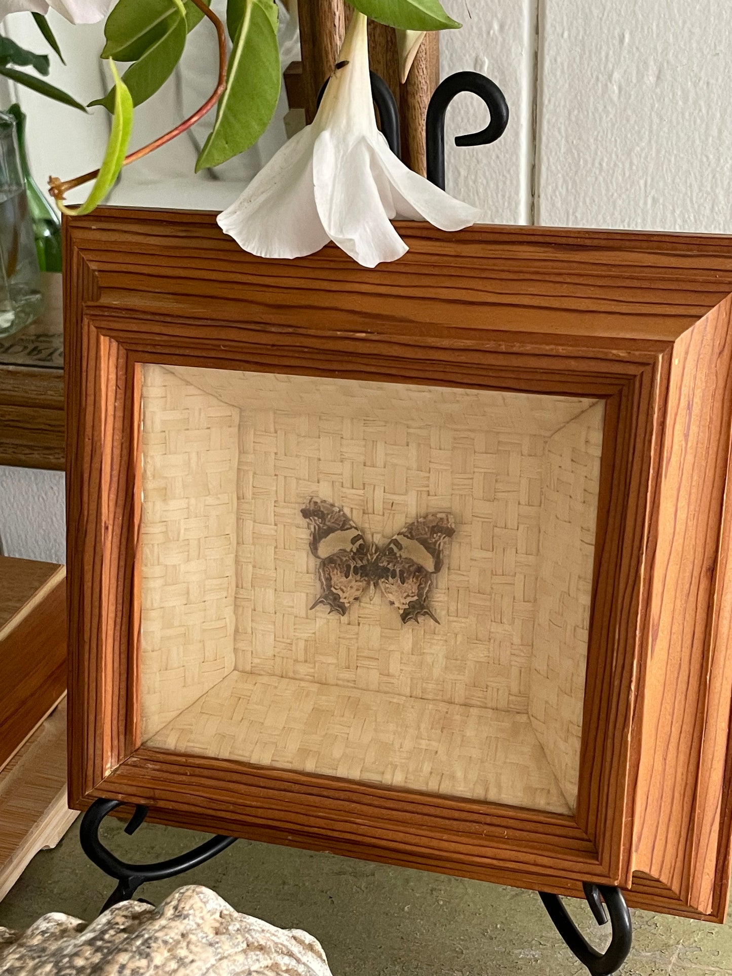 Savanna Butterfly Framed Shadowbox